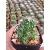 ส่งทั้งกระถาง-แคคตัสแมมมิลาเรีย# คริสมาส # mammillaria spinosissimas# Cristmas Cactus #แคคตัสราคาถูก# กระบองเพชร # พืชทนแล้ง