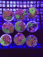 Mix Zoas