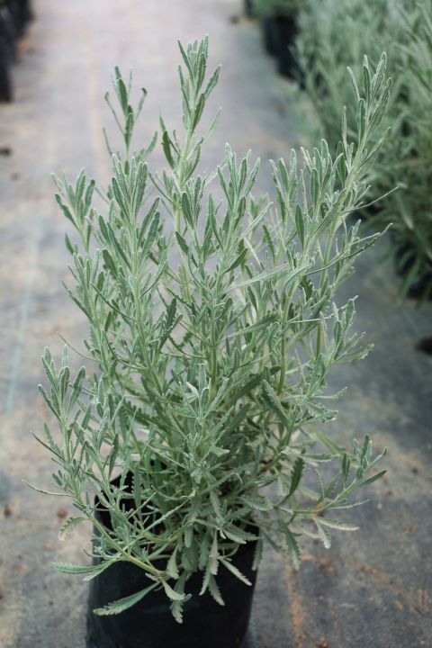 ลาเวนเดอร์ไฮบริด-lavender-hybrid-ถุงดำขนาด-4-8-นิ้ว-สมุนไพรฝรั่ง