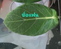 ใบรักรวมใจ1ใบ