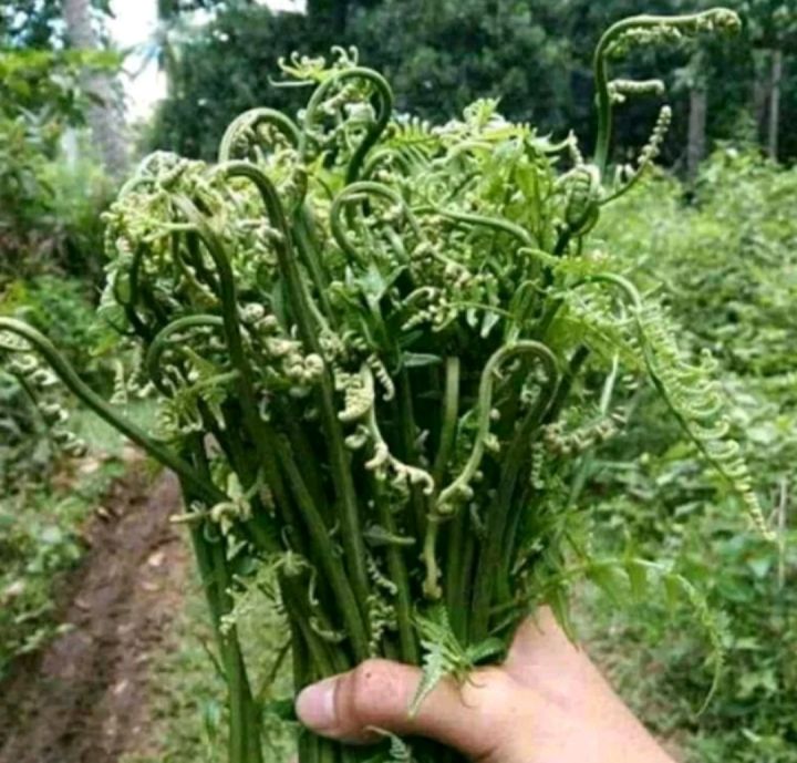 Sayur Pakis Segar 1 Kg Pakis Muda Segar Lazada Indonesia