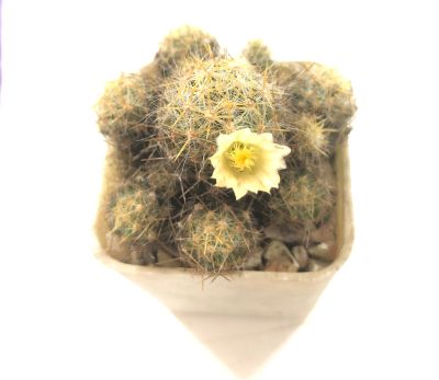 กระบองเพชร แคคตัส แมมเม็ดพริก Mammillaria prolifera หนามเหลือง