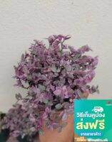 สวยงามตามท้องเรื่อง ? ริบบิ้นชาลี หรือ Callisia repens ส่งแบบในรูป กระถาง 4 นิ้ว ??เป็นไม้พุ่มขนาดเล็ก ลำต้นอวบน้ำ ขยายพันธ์ได้ด้วยวิธีการปักชำ สามารถปลูกในดินไม้อวบน้ำหรือดินแคคตัสก็ได้