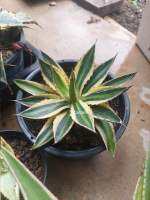 Agave Lophantha Quadricolor อากาเว่ ด่าง