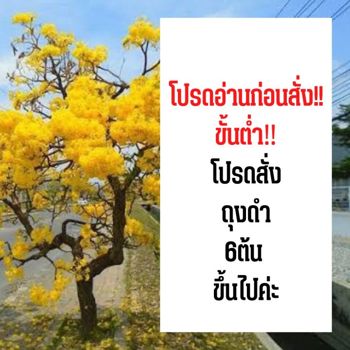 ต้นกล้าเหลืองปรีดียาธร-ขั้นต่ำ6ต้นขึ้นคละพันธุ์ได้ค่ะ