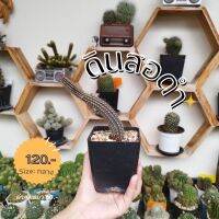 ดินสอดำ (ขนาดกลาง) Cactuscacjai