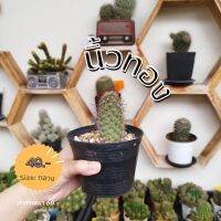 นิ้วทอง (ขนาดกลาง)
Cactuscacjai