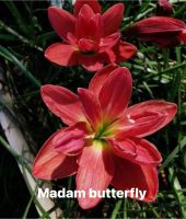 Madam butterfly หัวละ 18 บาท