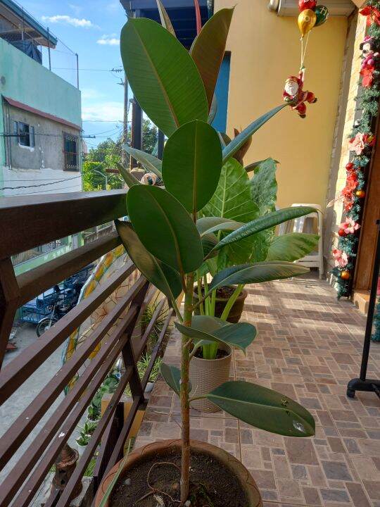 Lucky Plants and Money Plants Lazada PH