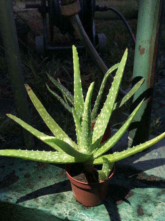 Aloe Vera Live Plant (uprooted with pups) Lazada PH