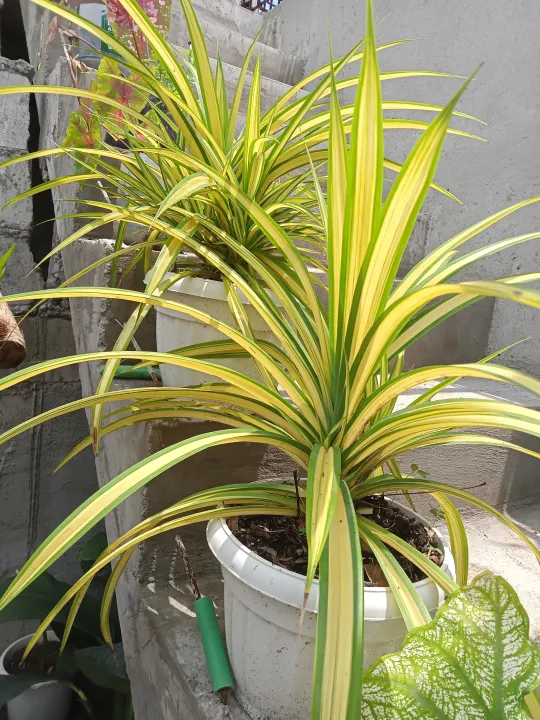 Pandanus Giant spider plant Lazada PH
