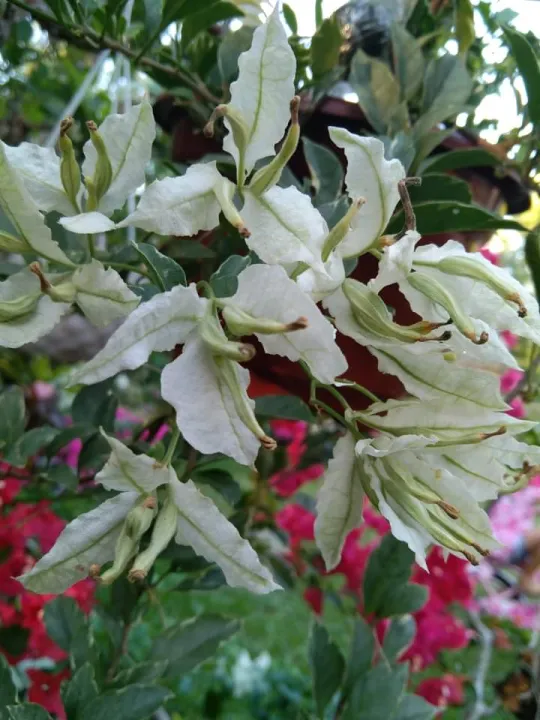 White Butterfly bougainvillea Lazada PH