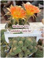 โบลิเวีย (ใหญ่)
Cactuscacjai