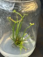 Drosera binata หยาดน้ำค้างใบซ่อม