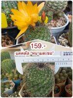 หนามตะขอ Cactuscacjai