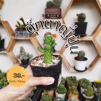 ตุ๊กตาญี่ปุ่น (ขนาดกลาง)Cactuscacjai