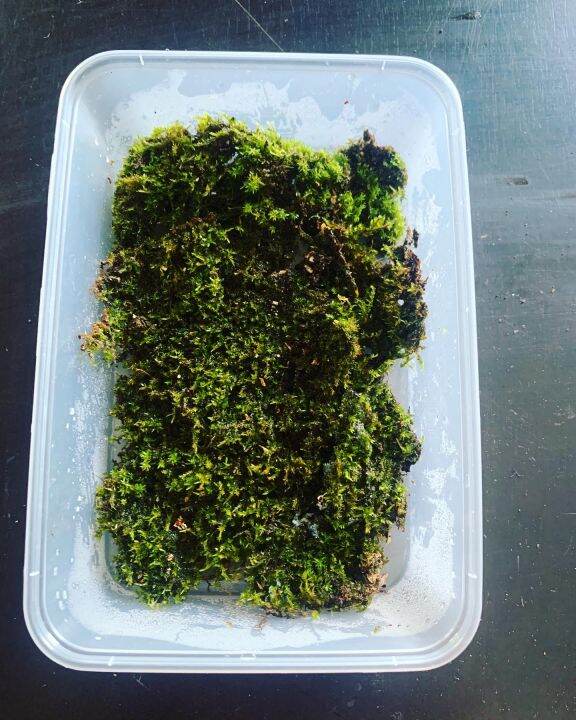 Live Moss for Terrariums, Paludariums, Bonsai, Dish Garden | Lazada PH