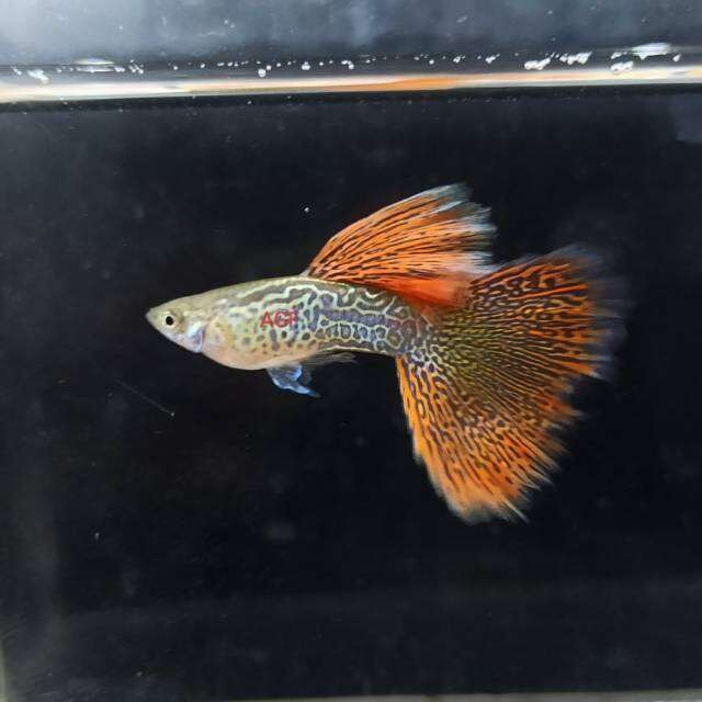 Premium Grade Red Lace Guppy Pair Lazada
