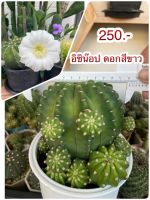 อิชิน๊อก ดอกสีขาว
Cactuscacjai