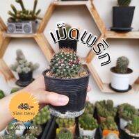 เม็กพริก(กลาง)
Cactuscacjai