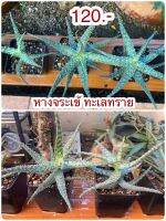 หางจระเข้ ทะเลทราย Cactuscacjai