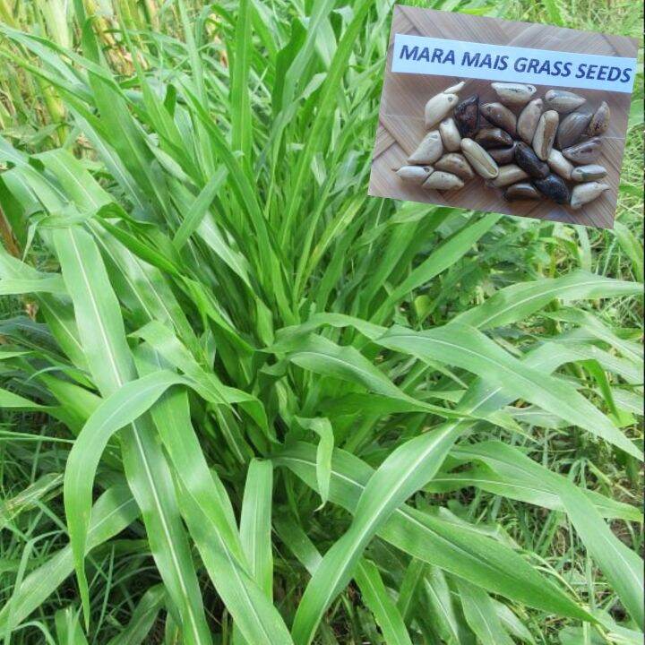 Maramais Grass (5060 Seeds) Livestock Forage Lazada PH