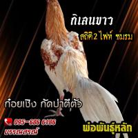 ไข่ไก่ชน คลิปพ่อพันธุ์เกรดVIP สายเลือดดี ไข่ไก่ชนก๋อยกัดทุบ เจ้ากิเลนขาว