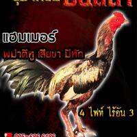 ไข่เชื้อไก่ชน พม่าเเผลหู พม่าเเข้งหน้า เจ้าแฮมป์เมอร์ ร้านจัดส่งไว