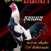 ไข่เชื้อไก่ชน พม่าม้าล่อ พม่าเเข้งหน้า เจ้าขุนแผน ร้านจัดส่งไว