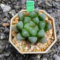 Haworthia Hybird Thailand (ส่งทั้งกระถาง) ไม้อวบน้ำ ต้นไม้ประดับ ไม้ต่างประเทศ  Suculnt