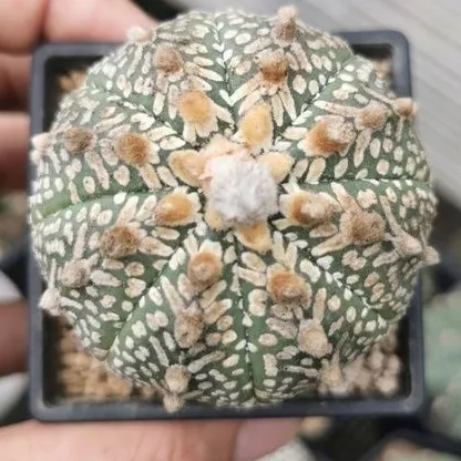 แอสโตรขนาดใหญ่-5-8cm-วี-super-แคสตัส-castus-astrophytum-แอสโตร-แอสโตร-ไ-ฟตั้-ม-แอสโตรไฟตัม-กระบองเพชร-แอสโตรวี-super