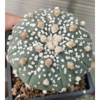 แอสโตรไฟตั้ม super กิ้กโก๊ะ ทรง  #แคสตัส castus​ astrophytum แอสโตร แอสโตร​ไ​ฟตั้​ม แอสโตรไฟตัม กระบองเพชร แอสโตรวี