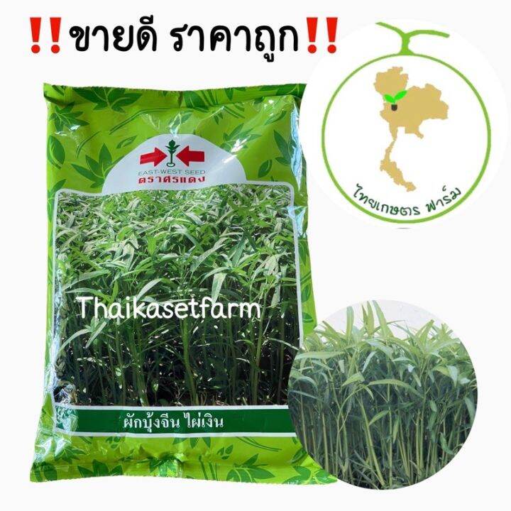 เมล็ดผักบุ้งจีนไผ่เงิน 1 kg ศรแดง ผักบุ้ง ใบเรียวเล็ก สีเขียวสด ลำต้นตรง น้ำหนักดี ขายดี ประหยัด‼️