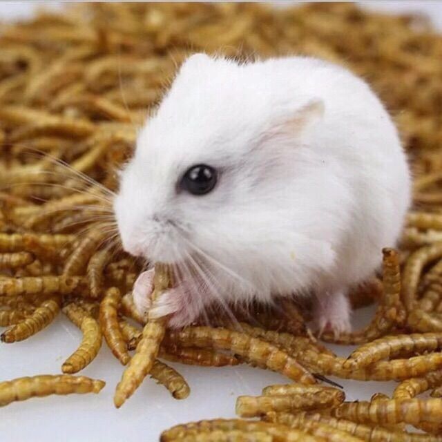 หนอนนกอบแห้ง-dried-mealworms-หนอนคัด-ไม่คัดตัวหนอน-50-100-กรัม-pet-ชูการ์-หนูแฮมเตอร์-เม่นแคระ-นก-ปลา