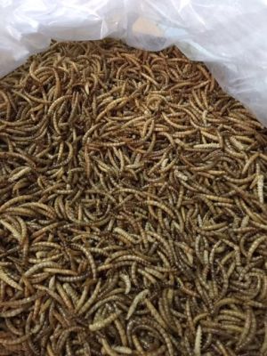 หนอนนกอบแห้ง Dried Mealworms 10 KG.