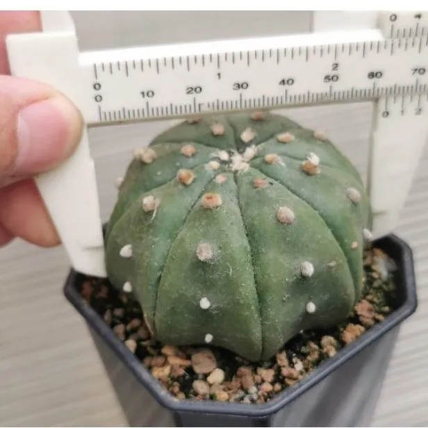 แอสโตรเว้า-แคสตัส-castus-astrophytum-แอสโตร-แอสโตร-ไ-ฟตั้-ม-แอสโตรไฟตัม-กระบองเพชร-แอสโตรวี-super