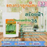 แตงกวาสร้อยฟ้า50กรัม100กรัมดกมาก13-14ซม.ดกมาก?