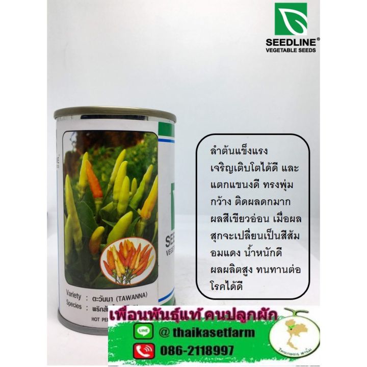 พริกส้มสั้น-ตะวันนา-ลำต้นแข็งแรง