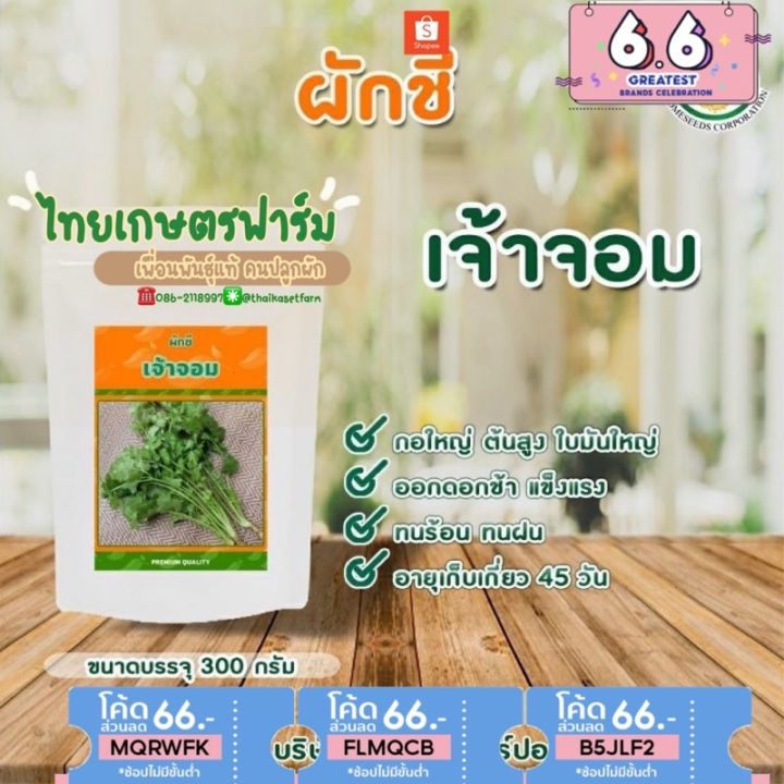 ผักชีเจ้าจอม-ขนาด300กรัมขายดีกอใหญ่