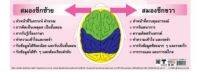 สมอง และ การทำงานของสมอง EQ-160 โปสเตอร์กระดาษ หุ้มพลาสติก
