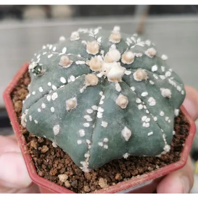 แอ​สโตร​ไ​ฟตั้​มเว้า super  #แคสตัส castus​ astrophytum แอสโตร แอสโตร​ไ​ฟตั้​ม แอสโตรไฟตัม กระบองเพชร แอสโตรวี super