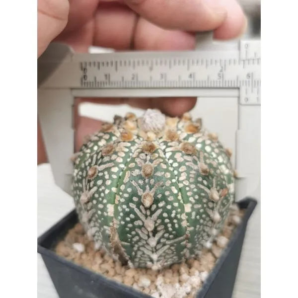 แอสโตรขนาดใหญ่-5-8cm-วี-super-แคสตัส-castus-astrophytum-แอสโตร-แอสโตร-ไ-ฟตั้-ม-แอสโตรไฟตัม-กระบองเพชร-แอสโตรวี-super