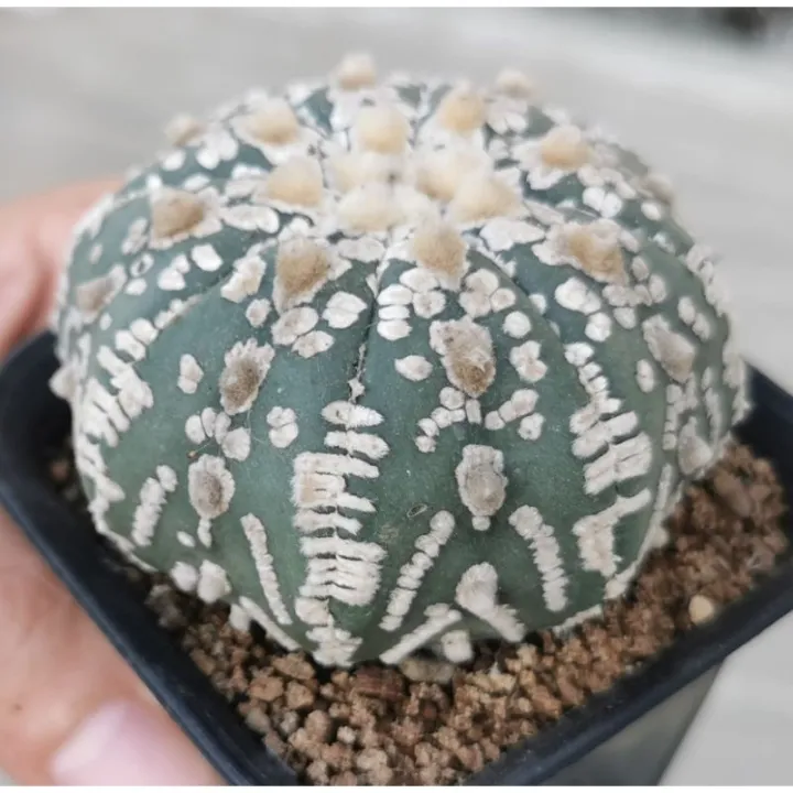 แอสโตร-ไ-ฟตั้-ม-วี-เว้า-แคสตัส-castus-astrophytum-แอสโตร-แอสโตร-ไ-ฟตั้-ม-แอสโตรไฟตัม-กระบองเพชร-แอสโตรวี