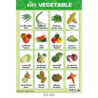 ผัก vegetables โปสเตอร์สื่อความรู้ กระดาษหุ้มพลาสติก ขนาด 50*70 cm  #EQ-503