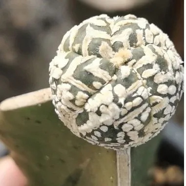 แอ​สโตร​ไฟตั้ม เว้า วี กราฟเมล็ด​   #แคสตัส castus​ astrophytum แอสโตร แอสโตร​ไ​ฟตั้​ม แอสโตรไฟตัม กระบองเพชร แอสโตรวี