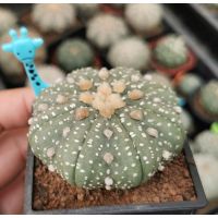 แอสโตรไฟตั้ม เว้า  ราคาประหยัด #แคสตัส castus​ astrophytum แอสโตร แอสโตร​ไ​ฟตั้​ม แอสโตรไฟตัม กระบองเพชร แอสโตรวี super​