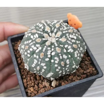 แอสโตร​ไฟตั้ม super  สวย #แคสตัส castus​ astrophytum แอสโตร แอสโตร​ไ​ฟตั้​ม แอสโตรไฟตัม กระบองเพชร แอสโตรวี super