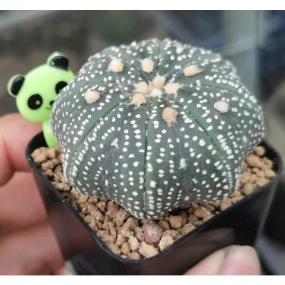 แอ​สโตร​super  เว้าสวย  #แคสตัส castus​ astrophytum แอสโตร แอสโตร​ไ​ฟตั้​ม แอสโตรไฟตัม กระบองเพชร แอสโตรวี super