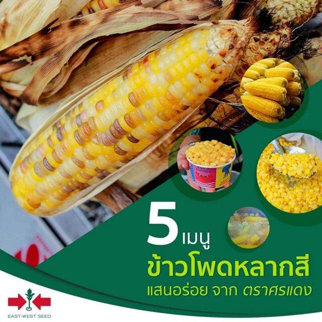 ข้าวโพดเทียนหมื่นฝักf1