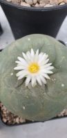 Lophophora diffusa cactus